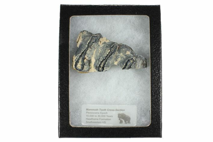 Mammoth Molar Slice With Case - South Carolina #99529
